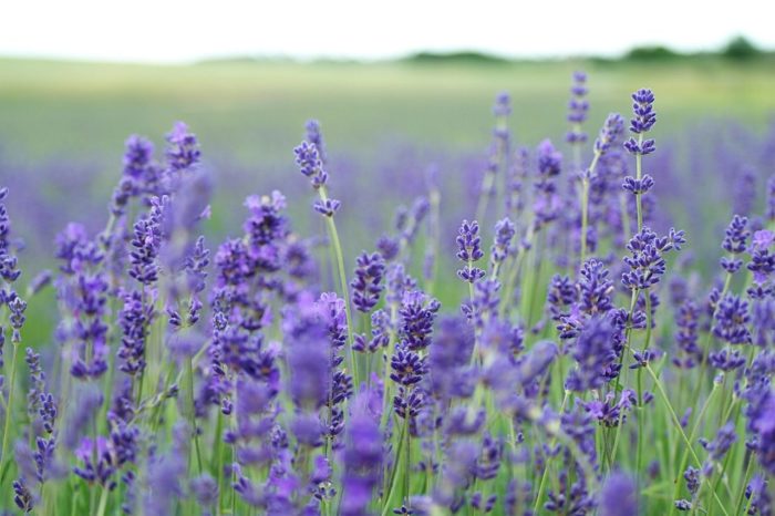 lavender field - a scent included in many men's grooming products 