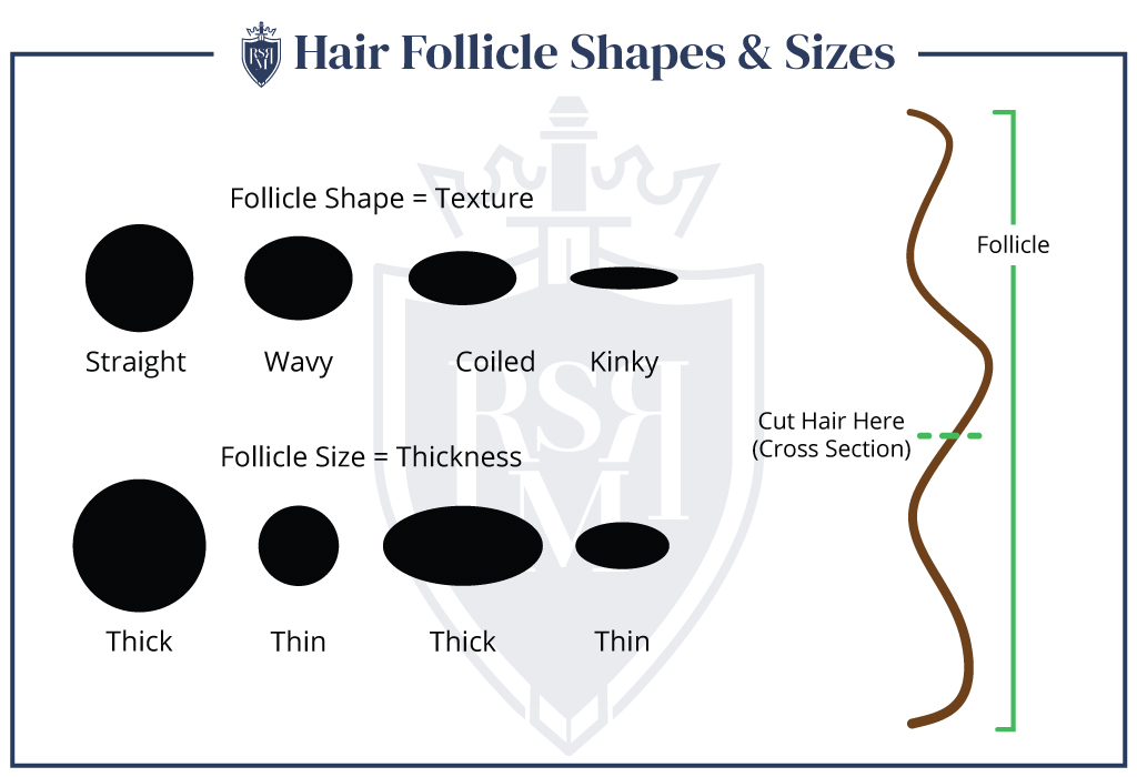 Infographic-Hair-Follicle-Shapes-Sizes