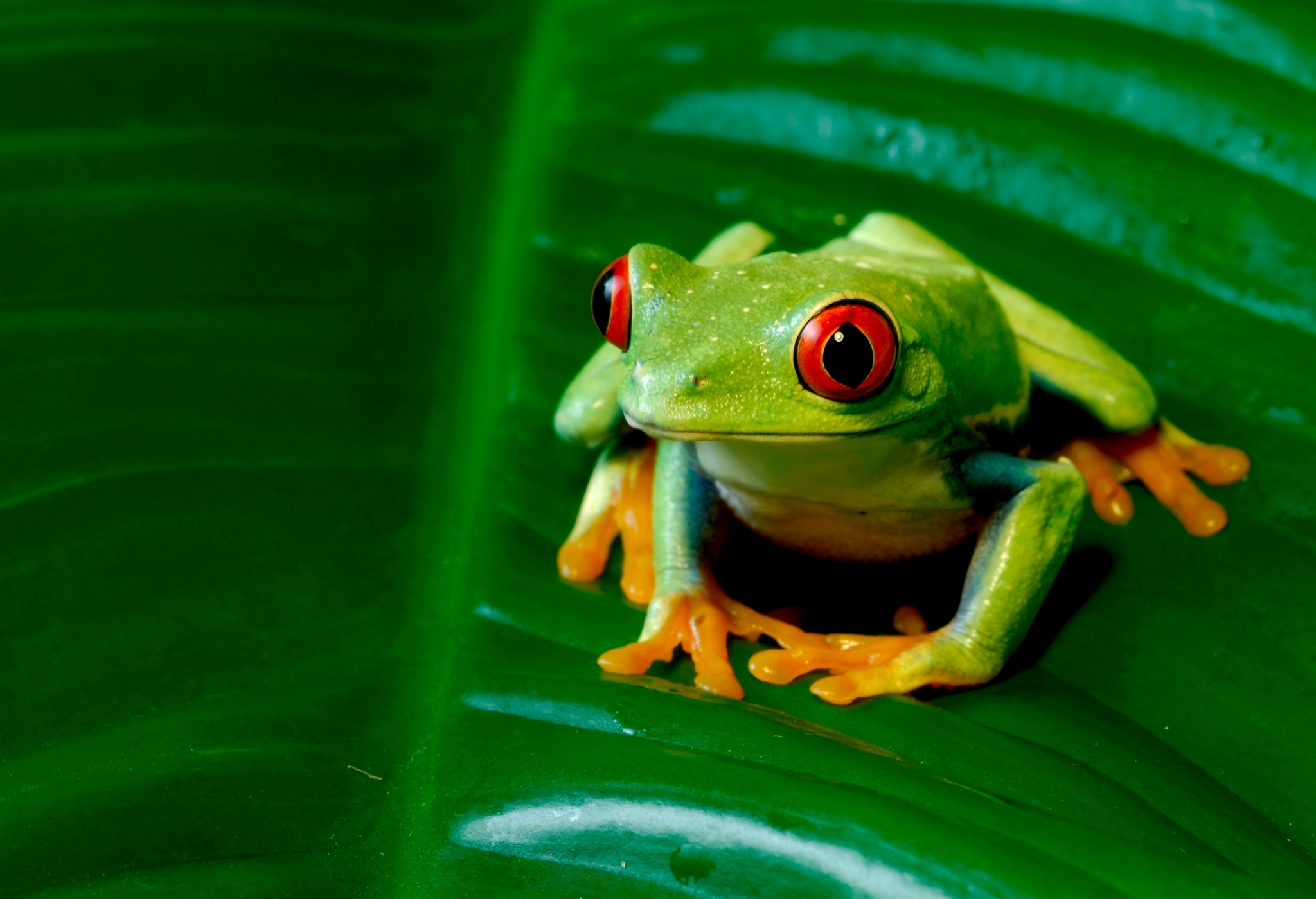 green frog sitting on a leaf
