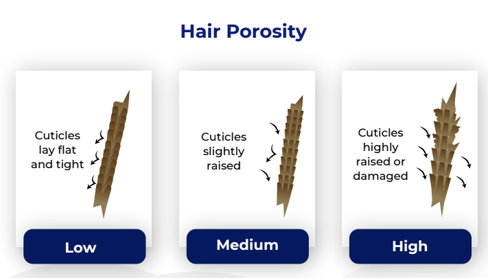 different stages of hair porosity