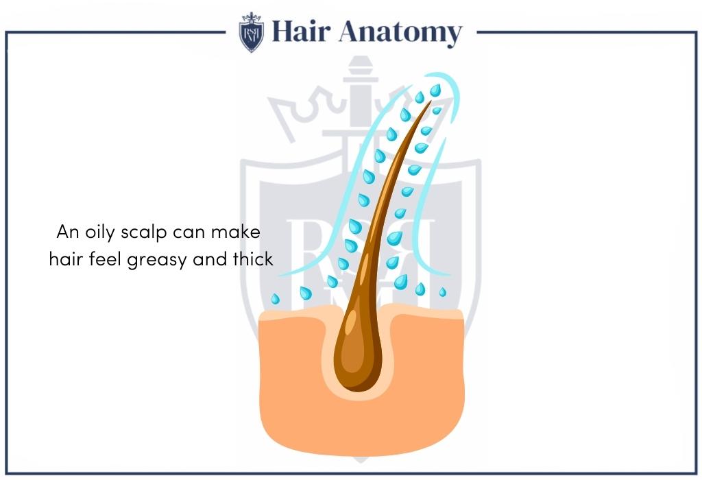 oily scalp infographic