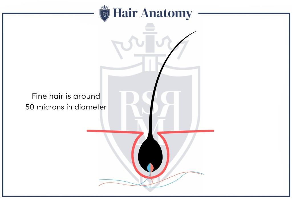 fine hair infographic