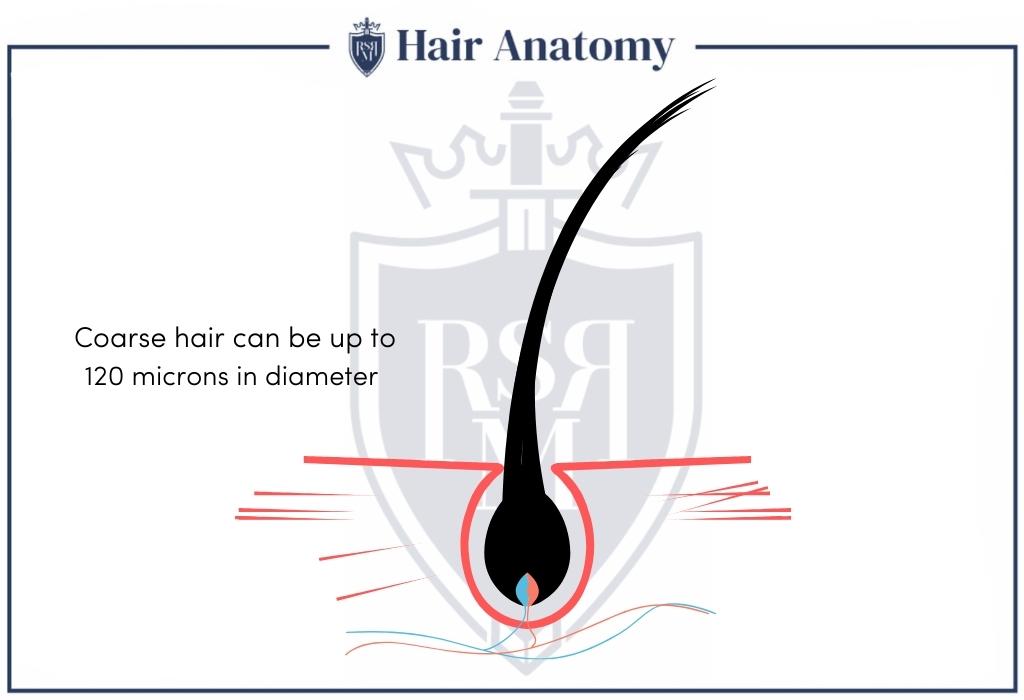 coarse hair infographic